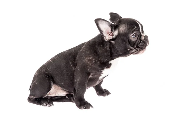 Mascote Macio Bebê Bulldog Francês Preto Foto Fundo Branco — Fotografia de Stock