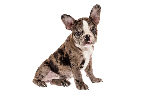 Mascote Macio Bulldog Francês Merle Baby Foto Fundo Branco — Fotografia de Stock