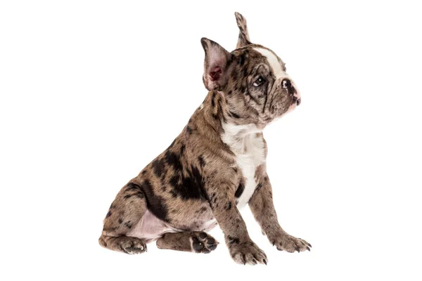 Tender Mascotte Franse Bulldog Merle Baby Foto Witte Achtergrond — Stockfoto