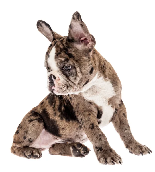 Tender Mascotte Franse Bulldog Merle Baby Foto Witte Achtergrond — Stockfoto