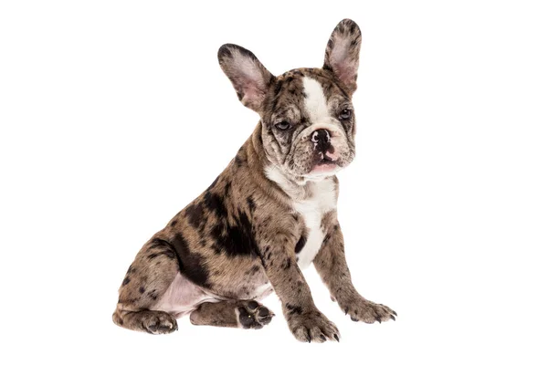 Tender Mascotte Franse Bulldog Merle Baby Foto Witte Achtergrond — Stockfoto