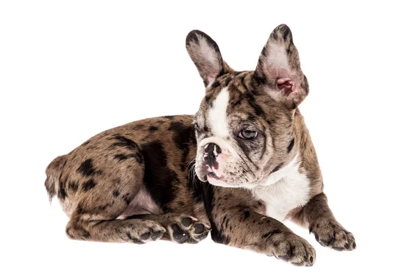 Tender Mascotte Franse Bulldog Merle Baby Foto Witte Achtergrond — Stockfoto