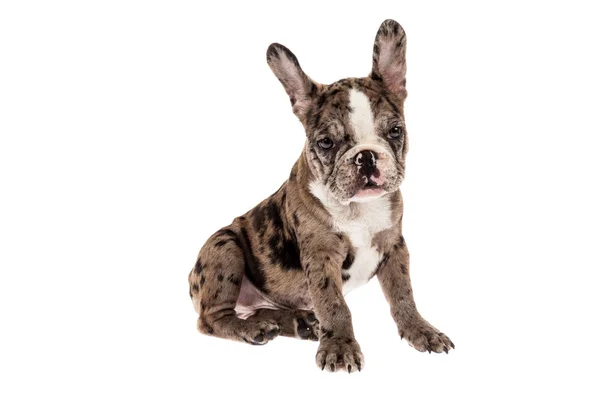 Tender Mascotte Franse Bulldog Merle Baby Foto Witte Achtergrond — Stockfoto