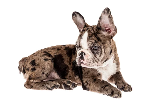 Tender Mascotte Franse Bulldog Merle Baby Foto Witte Achtergrond — Stockfoto