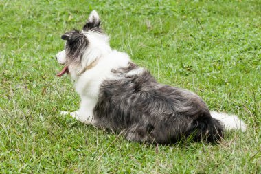 Güzel hayvan; Avustralya çoban köpeği doğal ortamda.