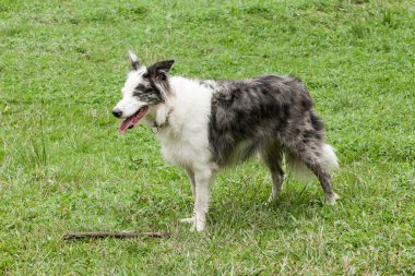Güzel hayvan; Avustralya çoban köpeği doğal ortamda.