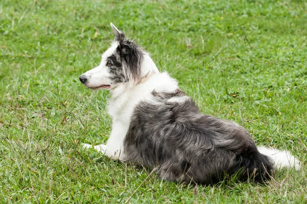 Güzel Hayvan Avustralya Çoban Köpeği Doğal Ortamda — Stok fotoğraf