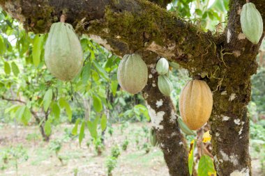 Theobroma-cocoa; Natural harvest, cocoa plant with hanging fruits.