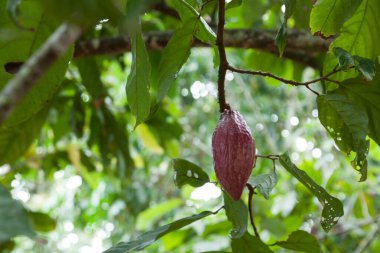 Theobroma-cocoa; Natural harvest, cocoa plant with hanging fruits.