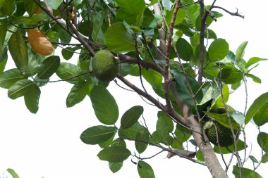 Artocarpus altilis - Ekmek meyvesi ağacı.