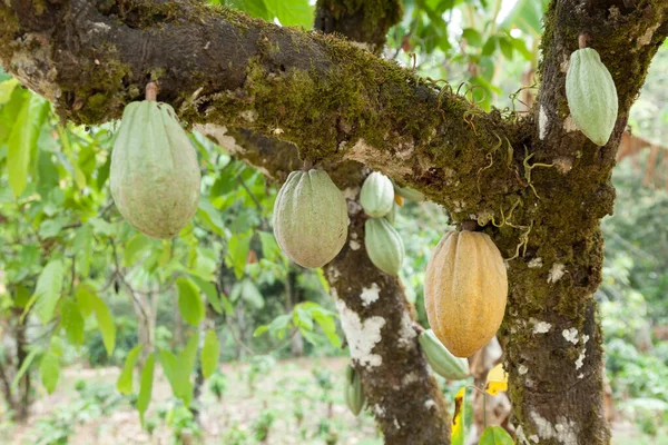 Theobroma-cocoa; Natural harvest, cocoa plant with hanging fruits.