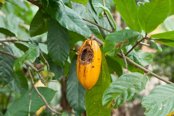 Theobroma cocoa; Cocoa plant with infected fruit.