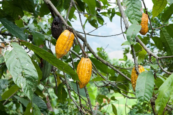 Theobroma-cocoa; Natural harvest, cocoa plant with hanging fruits.
