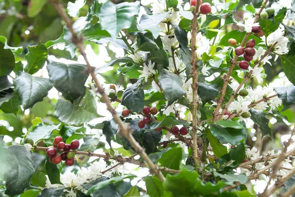 Flowered Coffee Plant Many Coffee Beans — Stock Photo, Image