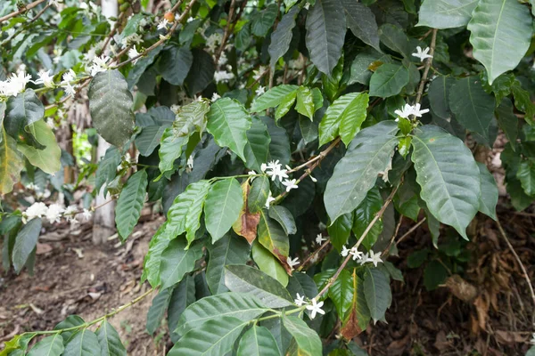 Nature Harvested Flowering Coffee Plant — Stok fotoğraf