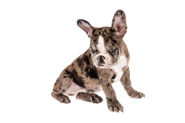 Tender Mascota Bulldog Frances Merle Bebe Foto Sobre Fondo Blanco Joven Mascotas Stock Photo