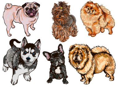 Renkli çizimler farklı cins köpeklerin kümesi