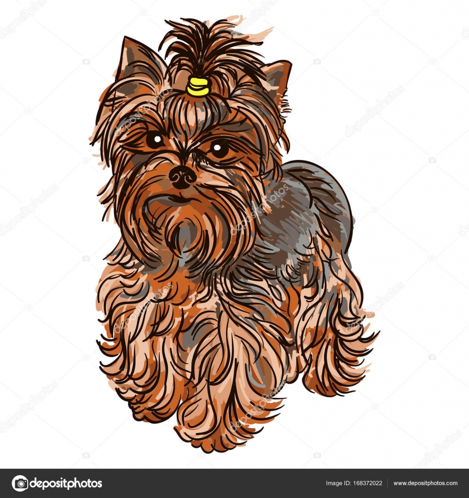 Illustration De Chien De Race Yorkshire Terrier Image