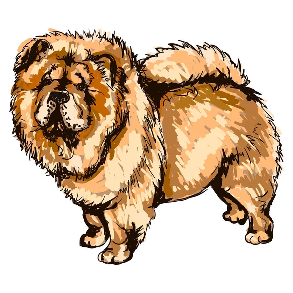 Ilustración de la raza canina Chow-Chow — Vector de stock