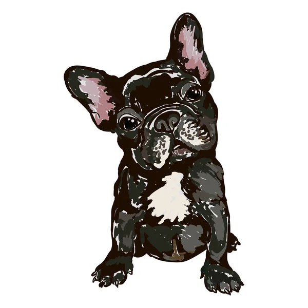 Illustration der Hunderasse Französische Bulldogge — Stockvektor