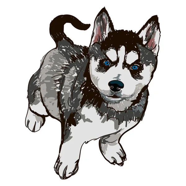 Illustratie van RAS hondenras Husky — Stockvector