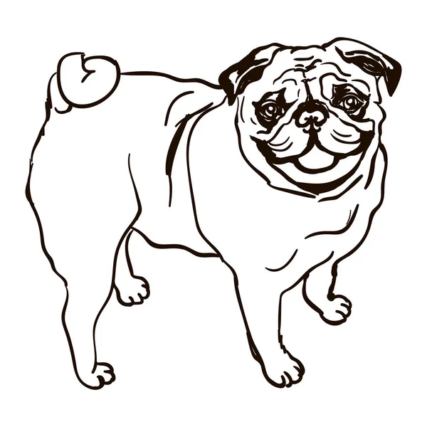 Illustration of dog breed Pug — Stock Vector