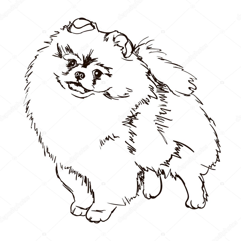 Illustration of dog breed Pomeranian