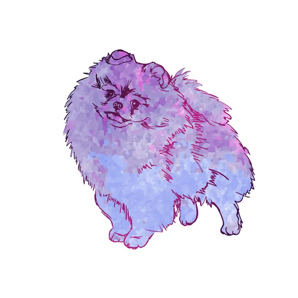 Απεικόνιση του σκύλοs breed Pomeranian Spitz — Διανυσματικό Αρχείο