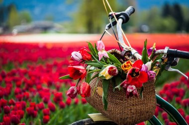 Bicycle with weaved basket and tulip flowers in it on a tulip field background, closeup clipart