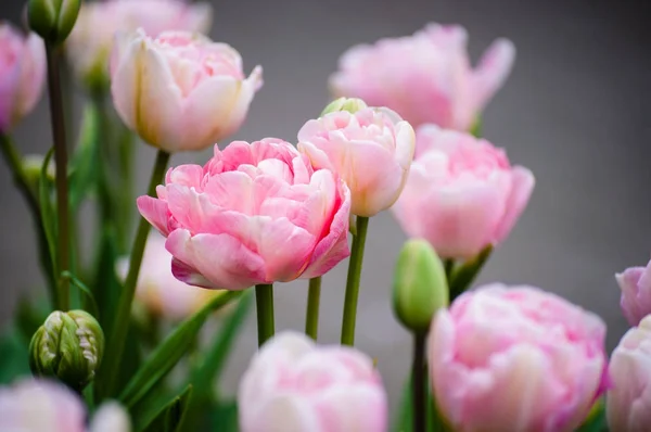 Rosa Totalmente Florescido Tulipas Peônias Perto Profundidade Campo — Fotografia de Stock