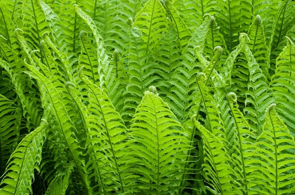 Işık yeşil fern dolgu arka plan bush, Fraktal yağmur ormanında yaprakları