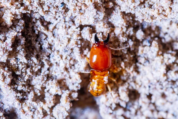 Termitler eve zarar veriyor, makro karıncalar karınca yuvasını kapatıyor.