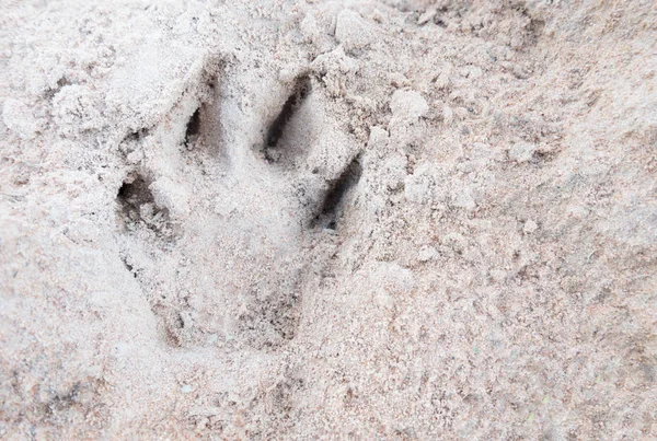 Dog footprint on the ground