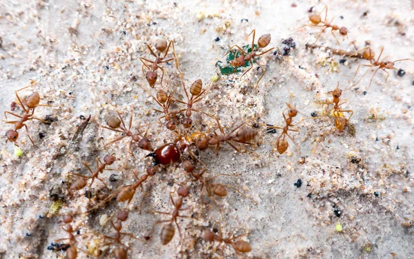 Weaver ants fight over termites — ストック写真