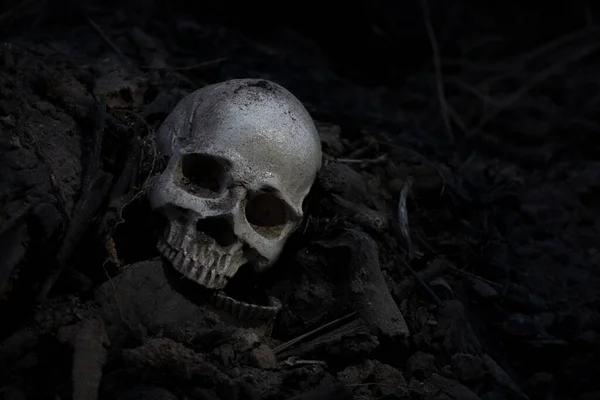 Skull and bones digged from pit in the scary graveyard  / Still — ストック写真