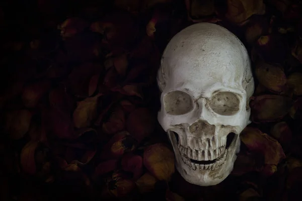 In front of human skull placed onRed Roses flowers.concept of de — Stock Photo, Image