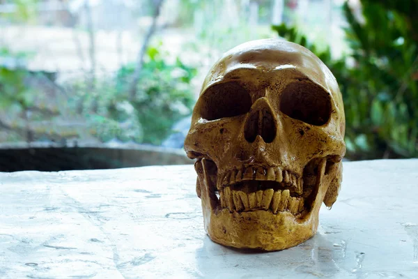 Skull lonely on a natural background. — Stock Photo, Image