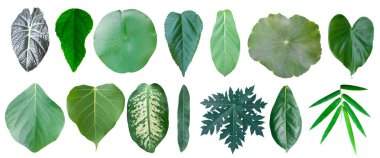 Beyaz arkaplanda farklı tropik yapraklar