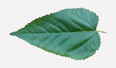 beyaz arkaplanda dut