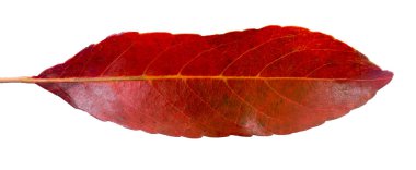 sonbahar yaprağı beyaz arkaplanda izole edildi