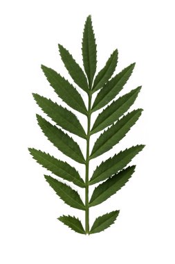 Kasımpatı beyaz arka planda bırakır.