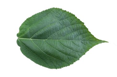 beyaz arkaplanda yeşil yapraklar