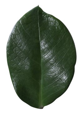 beyaz arkaplanda yeşil yapraklar