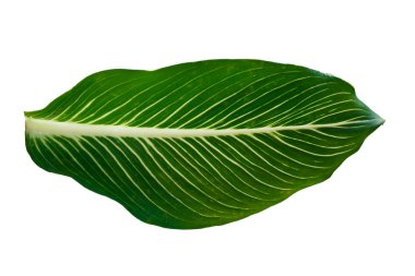 Beyaz arka planda aptal bastonlar