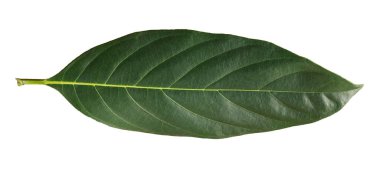 Yeşil yaprak. Bir beyazda izole edilmiş..