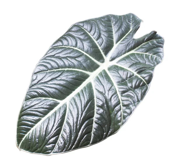 Caladium bicolor on a white split background. — Stock Photo, Image