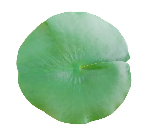 Lotus leaves on a white background. — Stock Photo, Image
