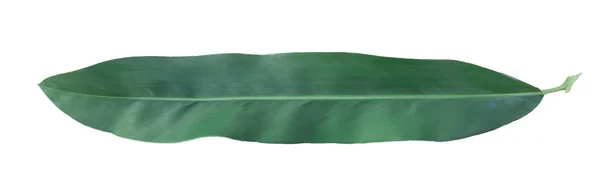갈랑갈 나무 잎 — 스톡 사진