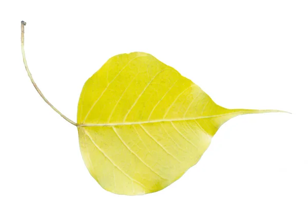 Bo leaf, Kutsal incir ya da Ficus Reliosa. Beyaz, izole edilmiş sırt — Stok fotoğraf