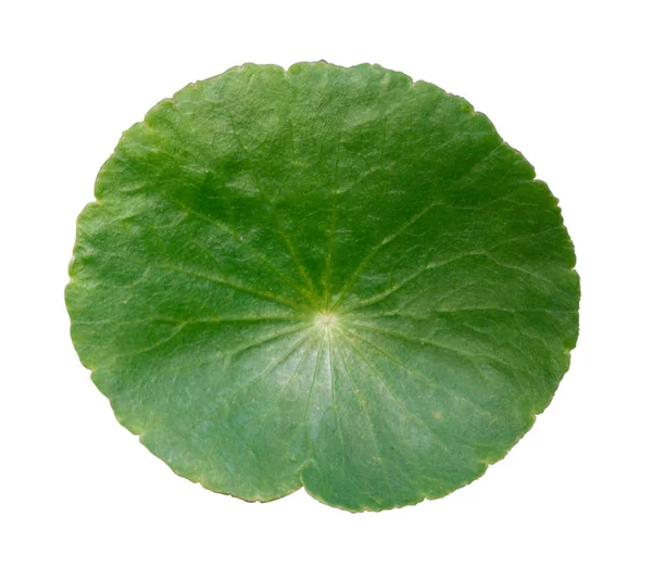 Beyaz arkaplanda Centella asiatica yaprakları